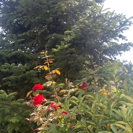 Sonia's * Agios Nikolaos (Chalkidiki)